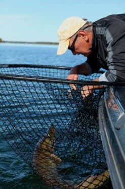 Drifter Tackle Predator Net 48 Black Handle -Daiwa Verkäufe PR40XXL BKr 4