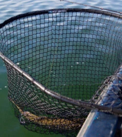 Drifter Tackle Predator Net 48 Black Handle -Daiwa Verkäufe PR40XXL BKr 5