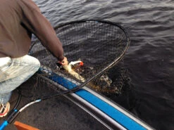 Drifter Tackle Predator Net 48 Black Handle -Daiwa Verkäufe PR40XXL BKr 6